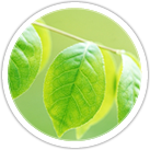 Consultoria Ambiental